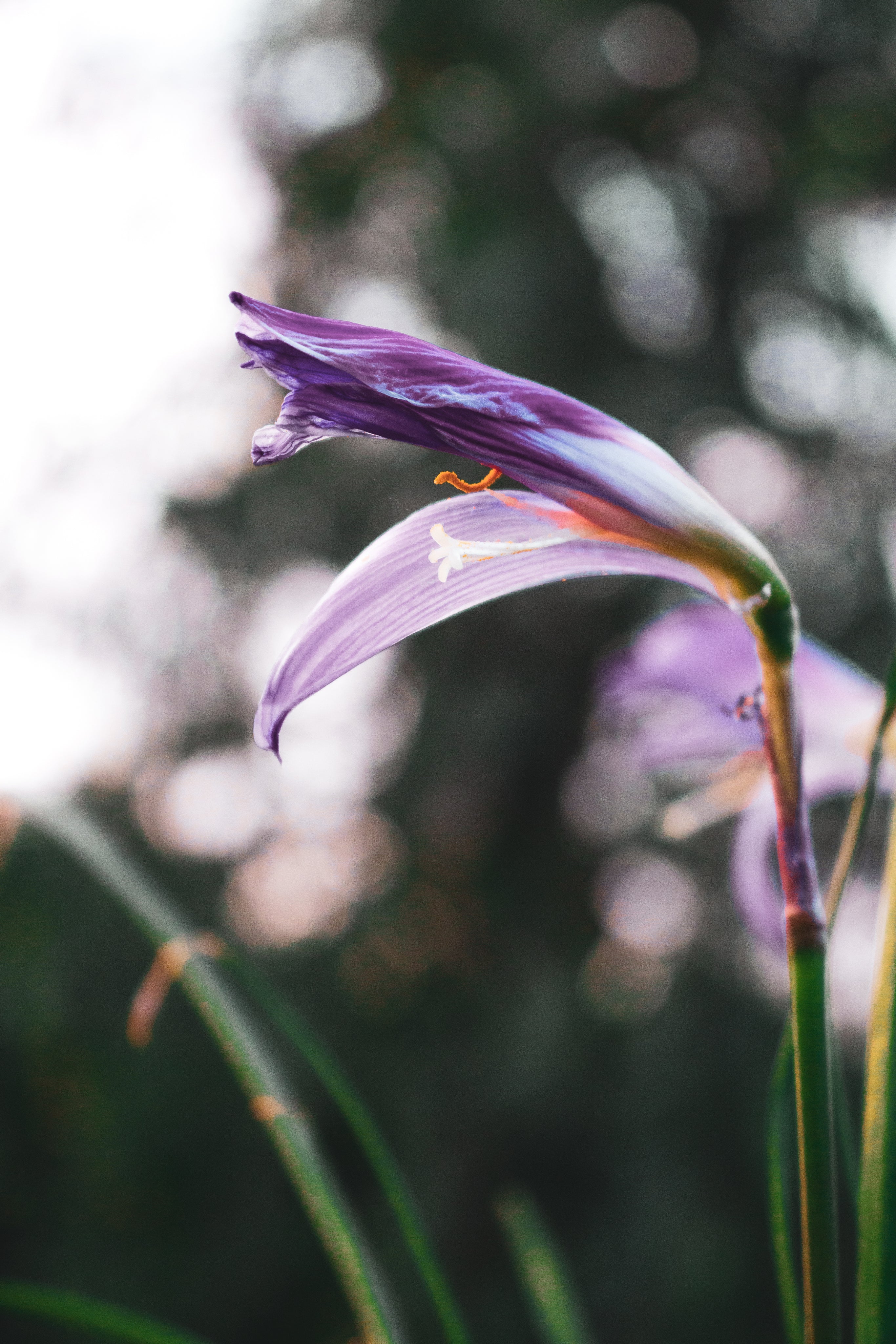 close-up-of-purple-blooming-flower.jpg